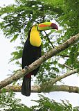 Keel-billed Toucan